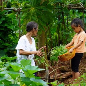 สวนผักสำหรับครอบครัว (701)