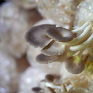 ก้อนเชื้อเห็ด ทำอาหารก็ได้ สร้างรายได้ก็ดี