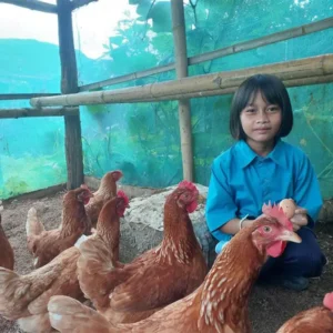 ก.เอ๋ย ก.ไก่ ไว้กินไข่ ไว้ขายได้ (489)